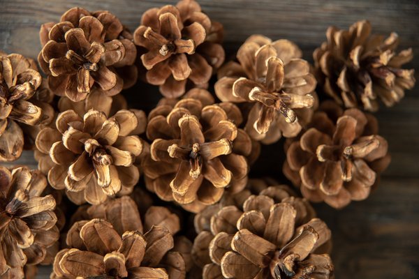 Choisir frisure bois de pin : 20 kg de balle indivisible premium